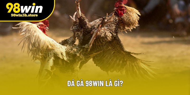 Đá gà 98WIN là gì? Đá gà 98WIN là gì?