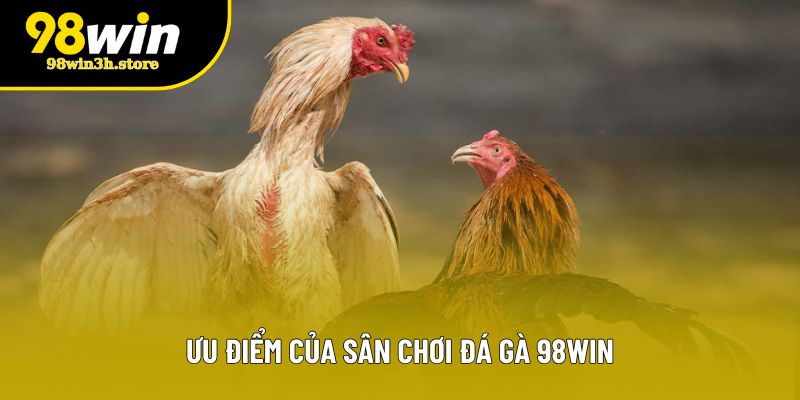 Ưu điểm của sân chơi đá gà 98WIN Ưu điểm của sân chơi đá gà 98WIN